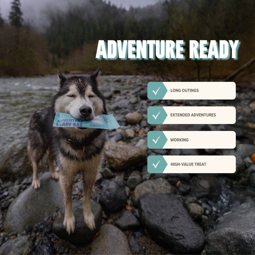 Salmon Treat & Snack Bar for Active Dogs - Energy & Recovery